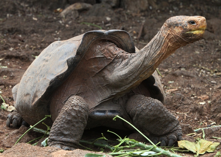 galapagos